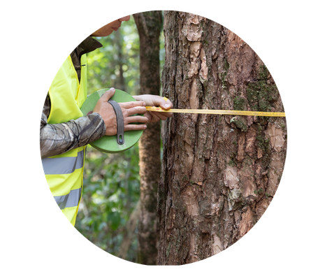 person in high-vis vest measuring the diameter of tree